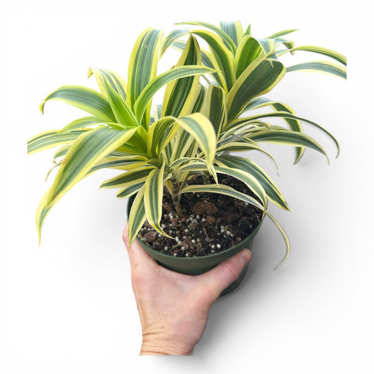 6” Dracaena Song of India