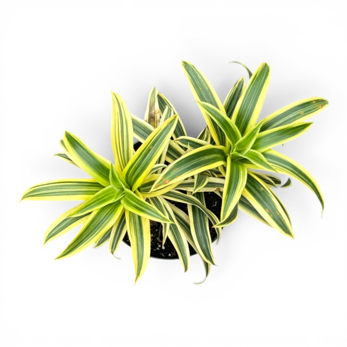 6” Dracaena Song of India
