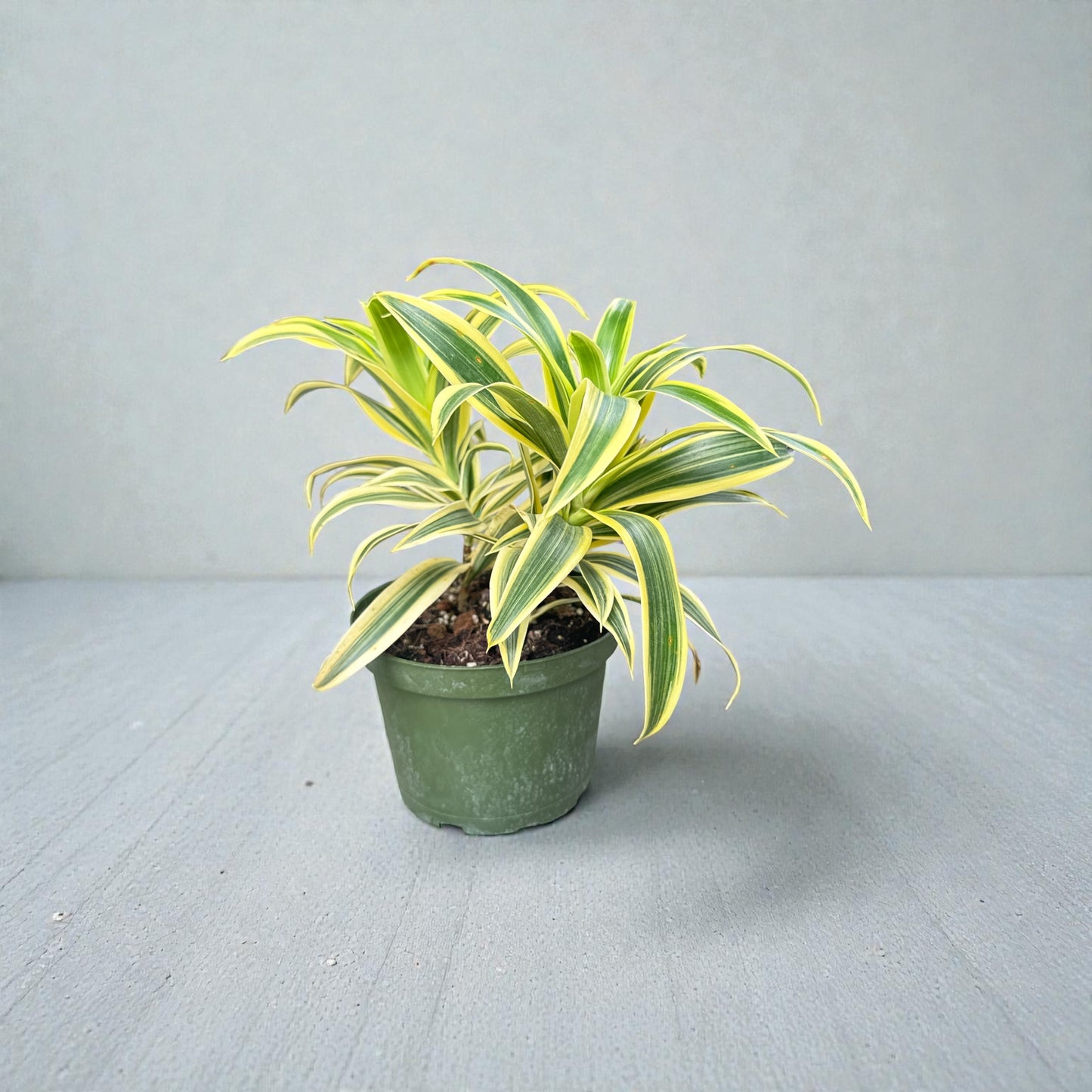 6” Dracaena Song of India