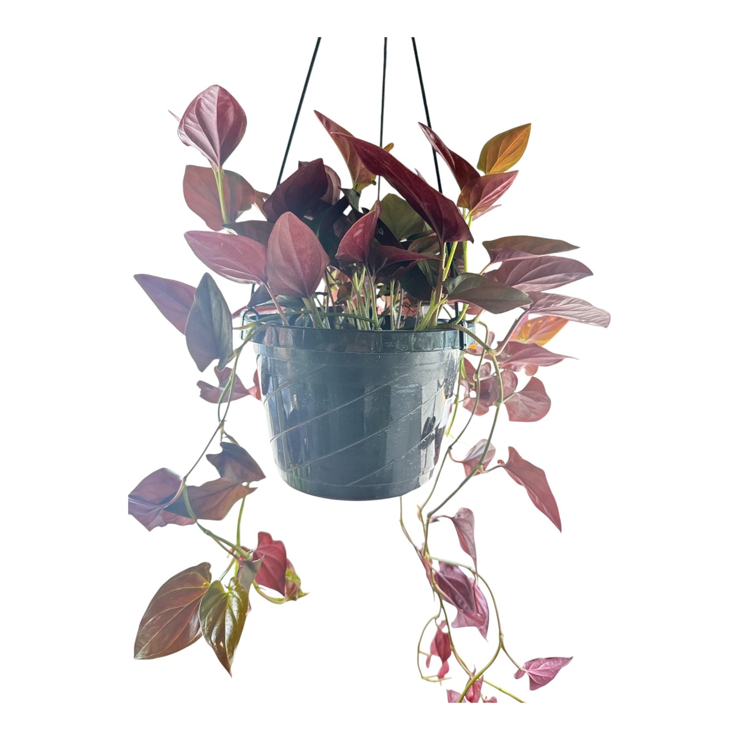 8” Syngonium Red Arrow HB