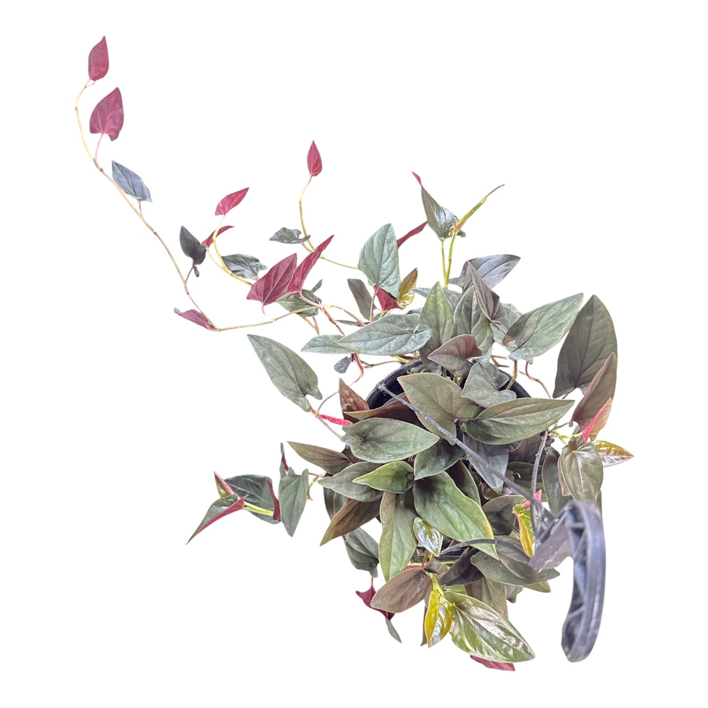 8” Syngonium Red Arrow HB