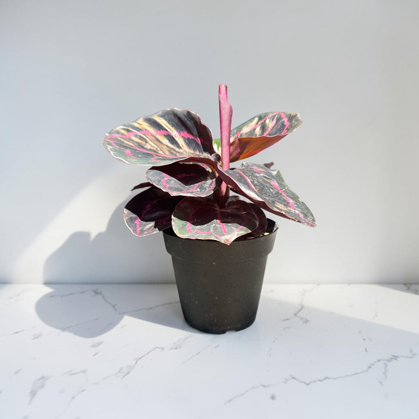 4" Calathea Dottie