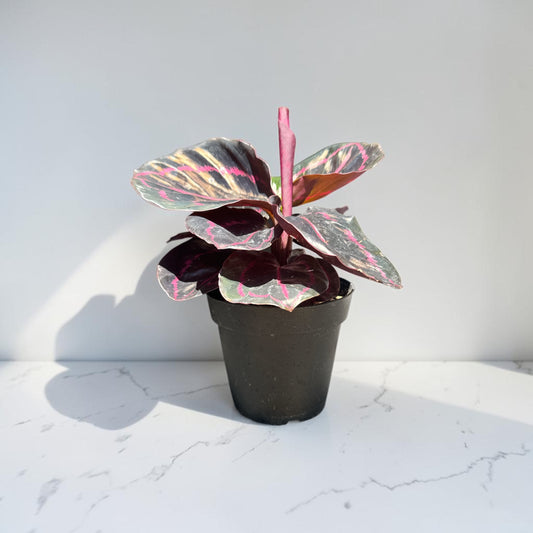 4" Calathea Dottie