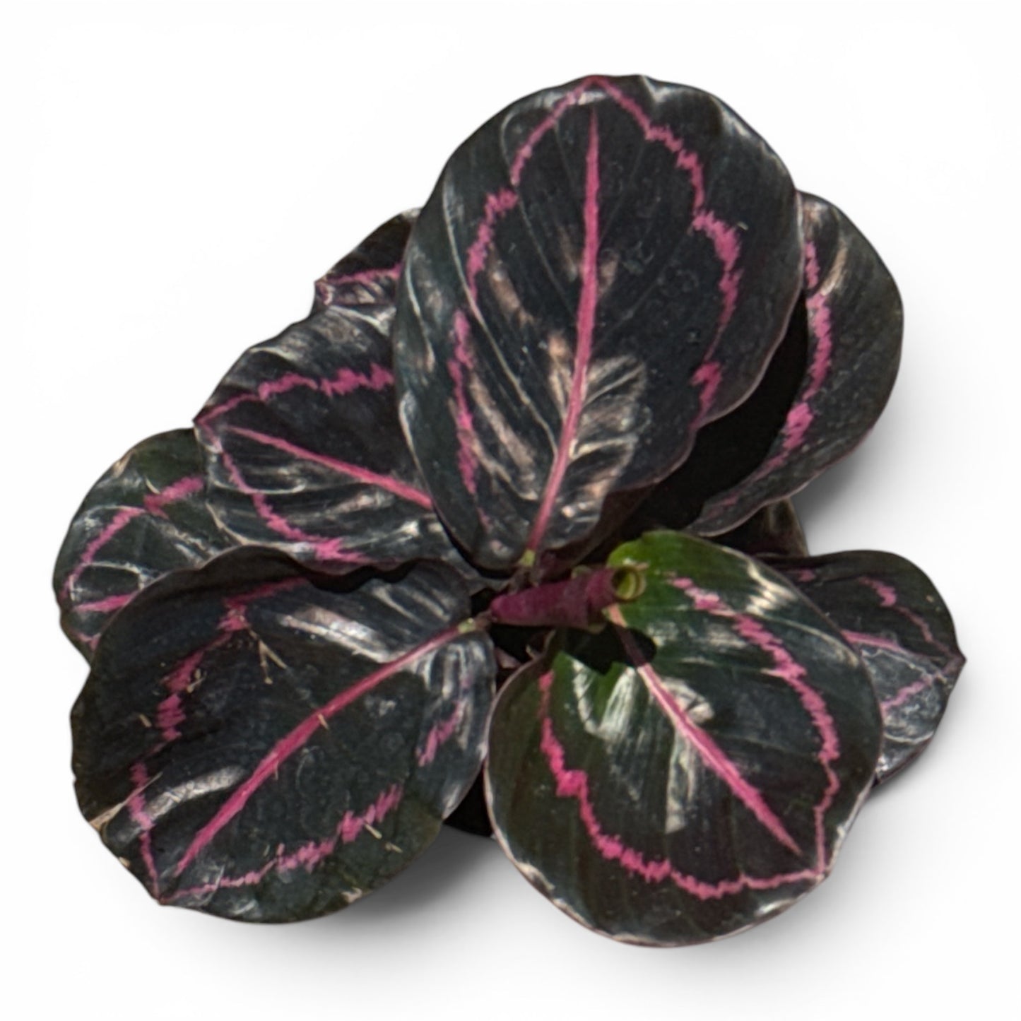 4" Calathea Dottie