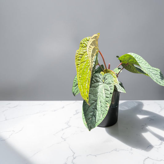 4" Anthurium Queen of Hearts
