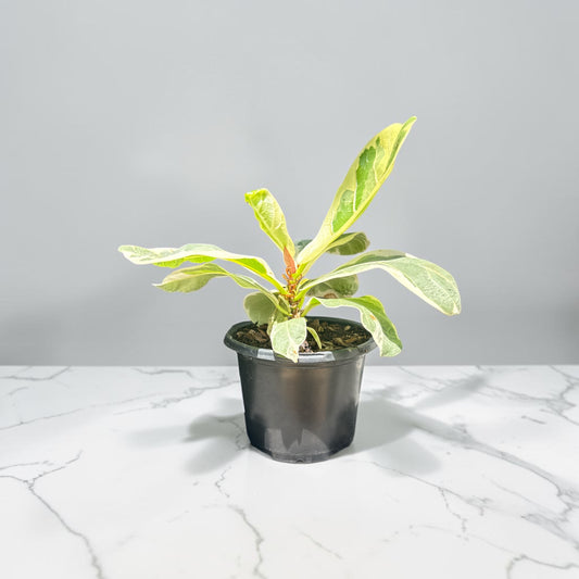 4" Ficus Lyrata Bush Variegated