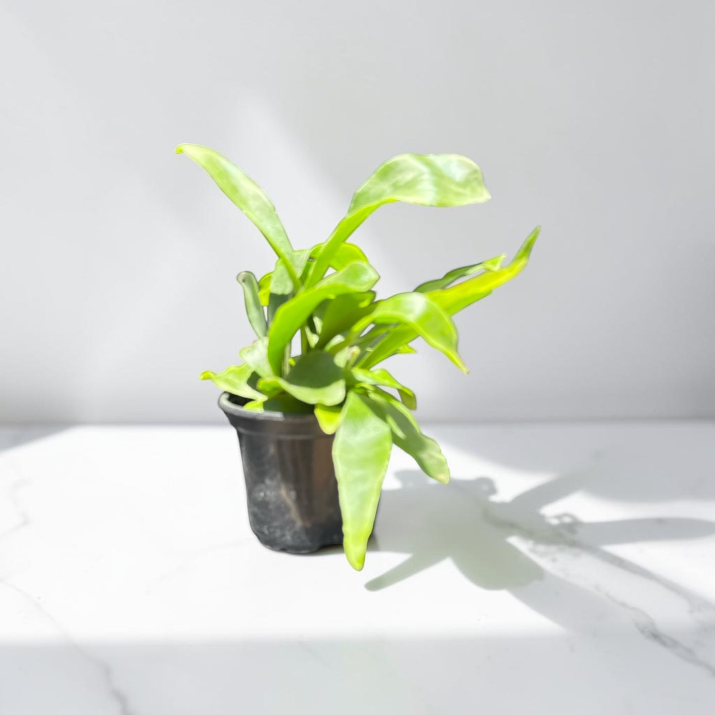 4" Fern Staghorn