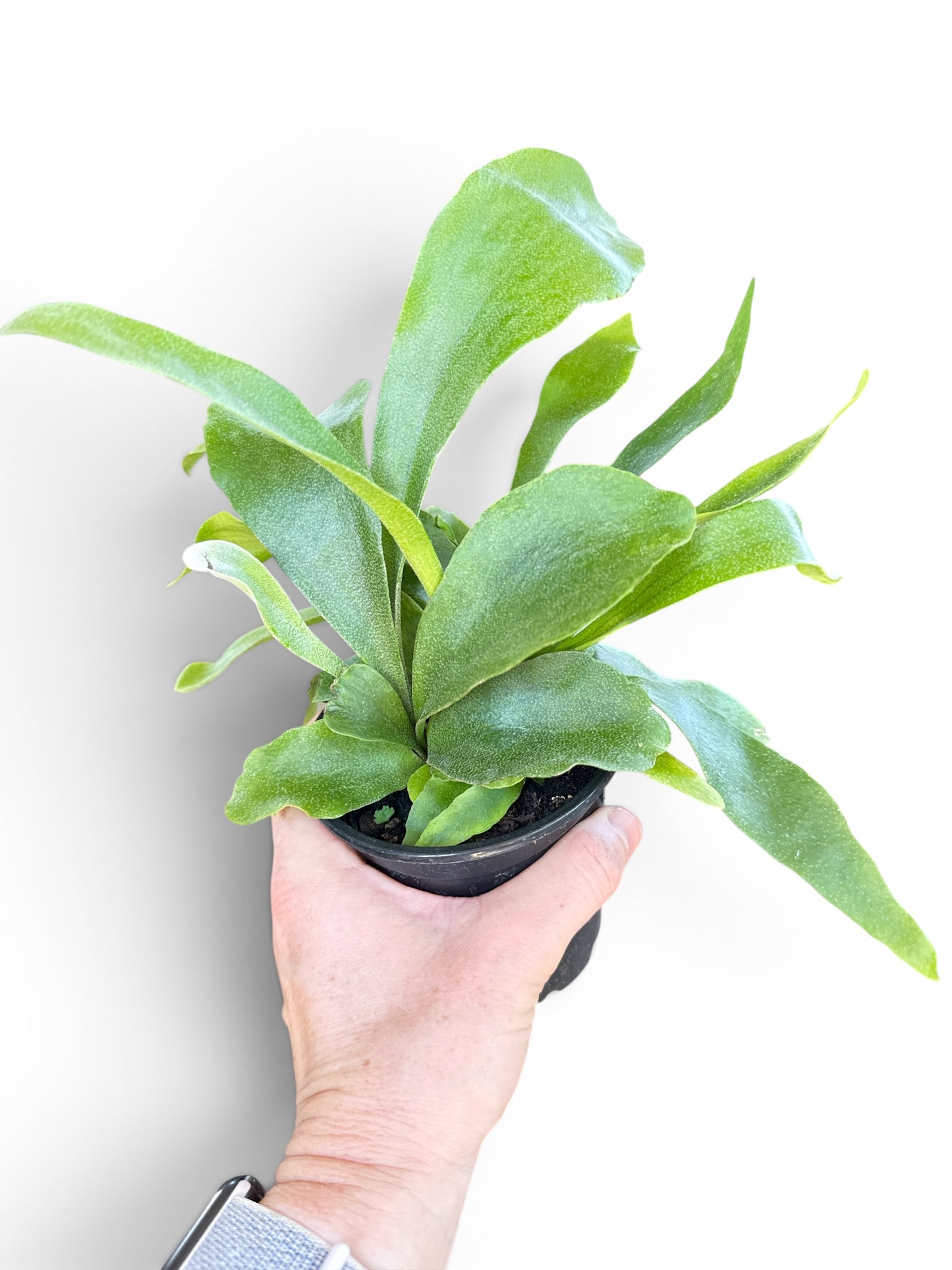 4" Fern Staghorn