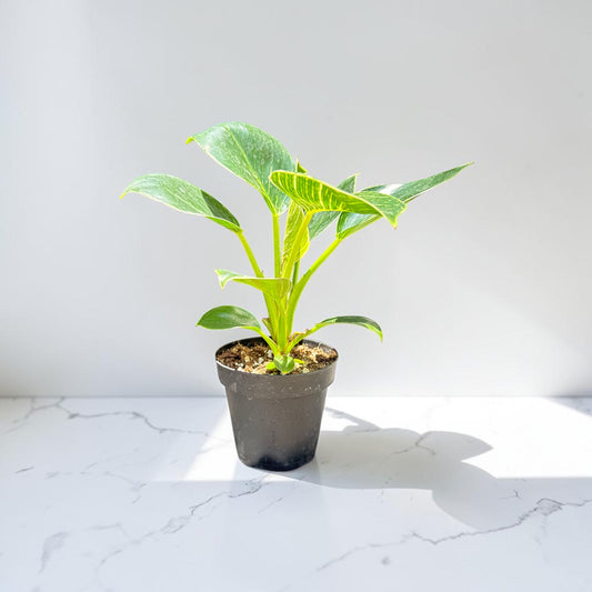 4" Philodendron Birkin
