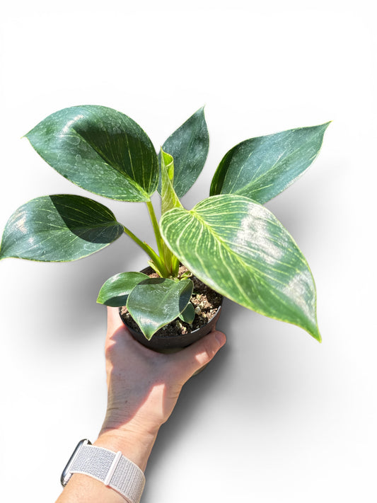 4" Philodendron Birkin