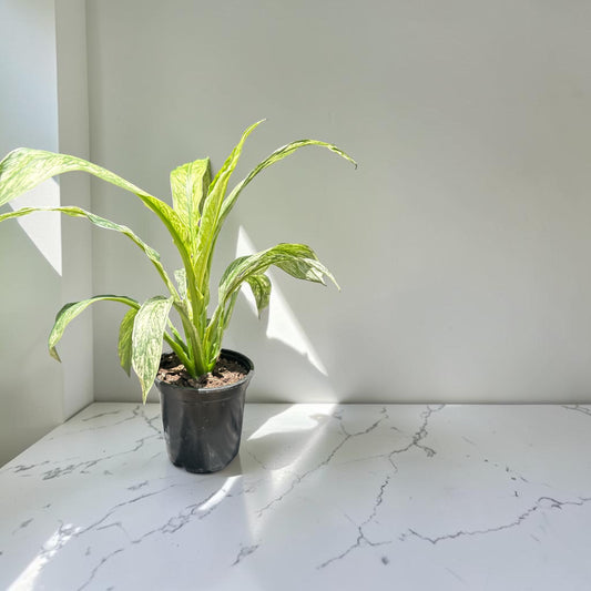 4" Spath Sensation Variegated