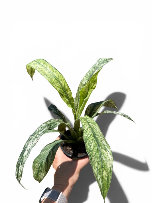 4" Spath Sensation Variegated
