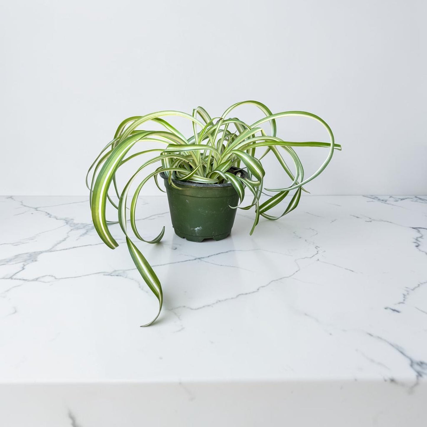 4" Spider Plant Bonnie