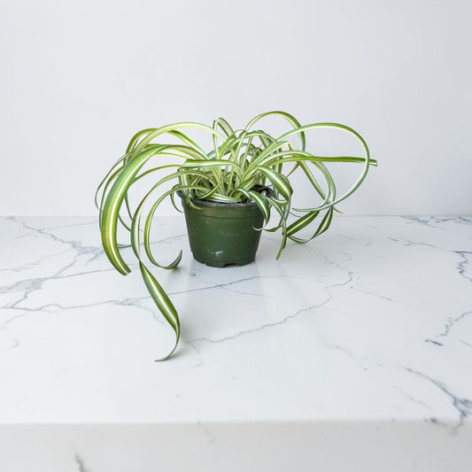 4" Spider Plant Bonnie