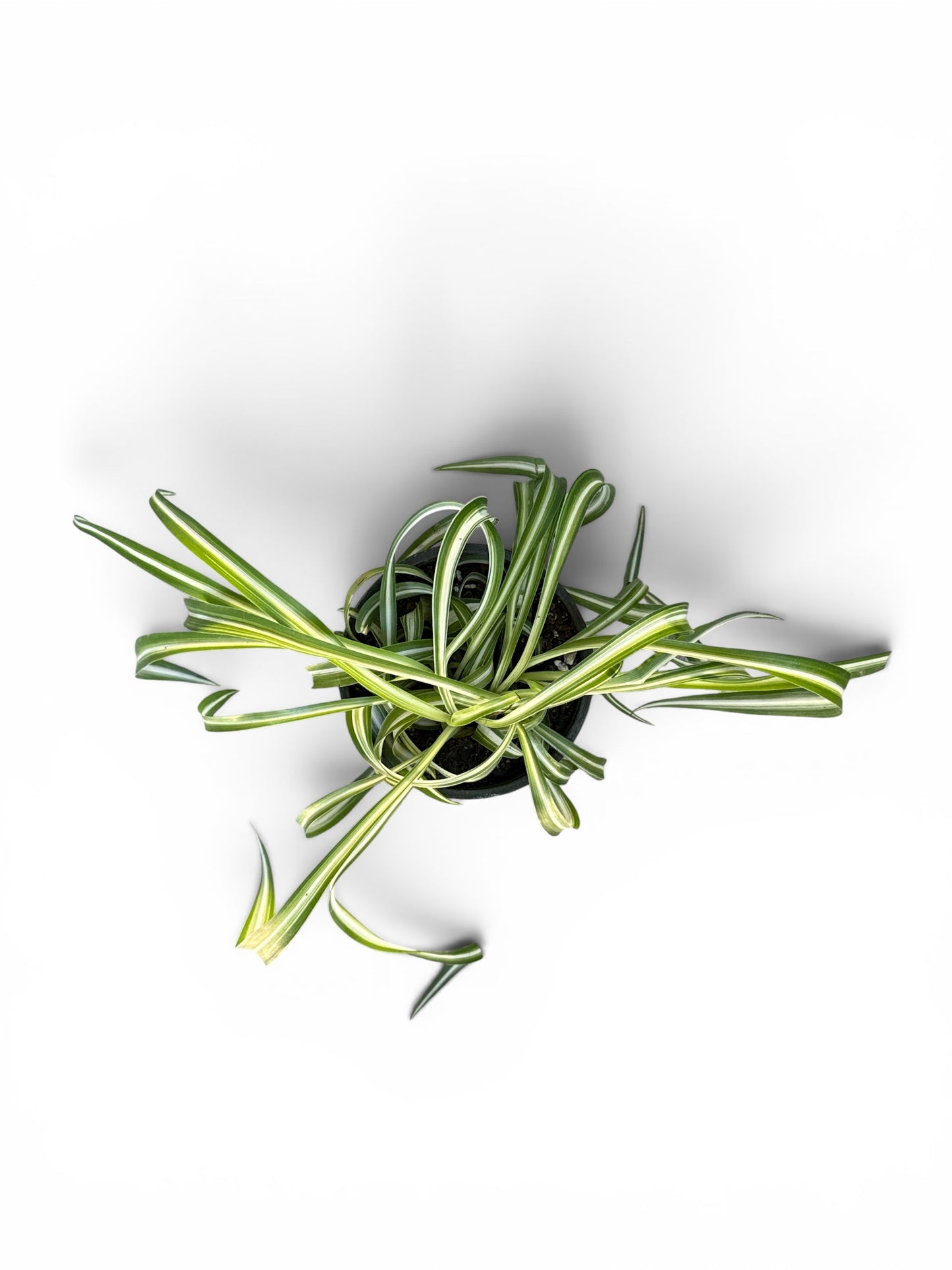 4" Spider Plant Bonnie