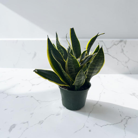 6" Sansevieria Superba Futura