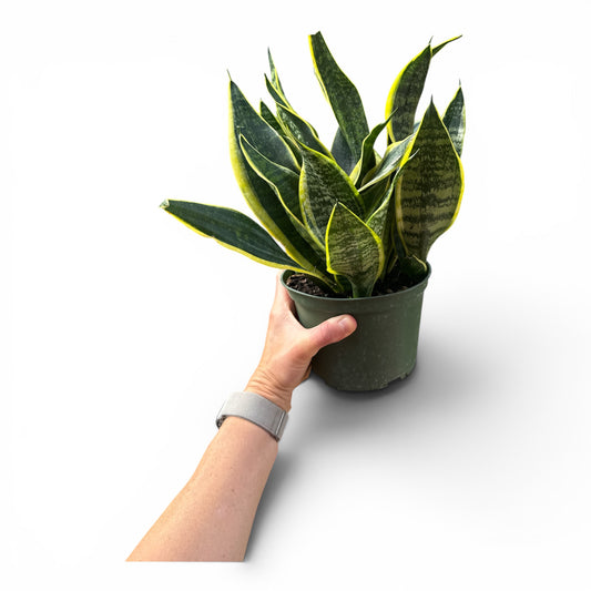 6" Sansevieria Superba Futura