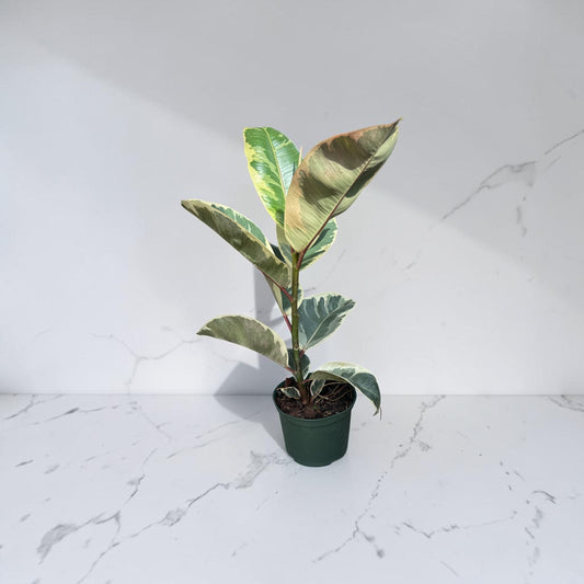 6” Ficus Tineke