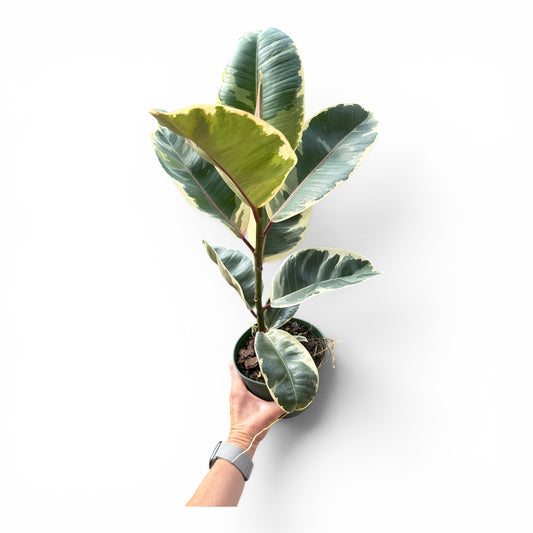 6” Ficus Tineke