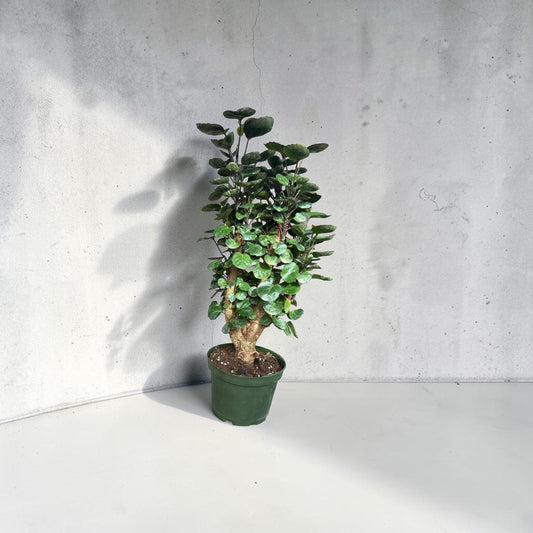 6" Aralia Fabian Stump