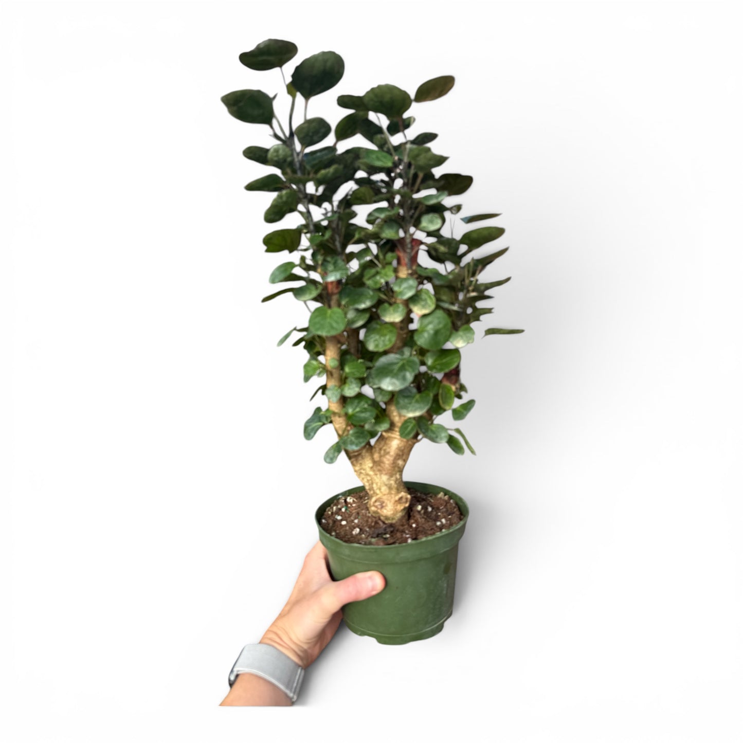 6" Aralia Fabian Stump