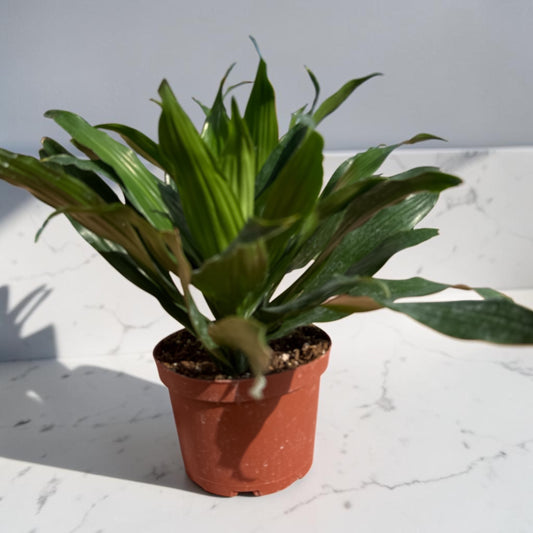 6" Dracaena Green Jewel