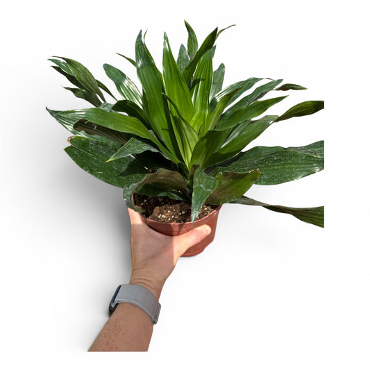 6" Dracaena Green Jewel