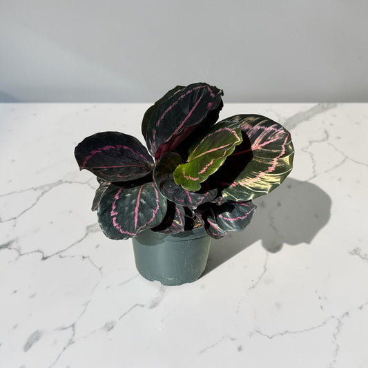 6" Calathea Mysty Red