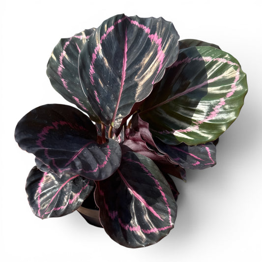6" Calathea Mysty Red