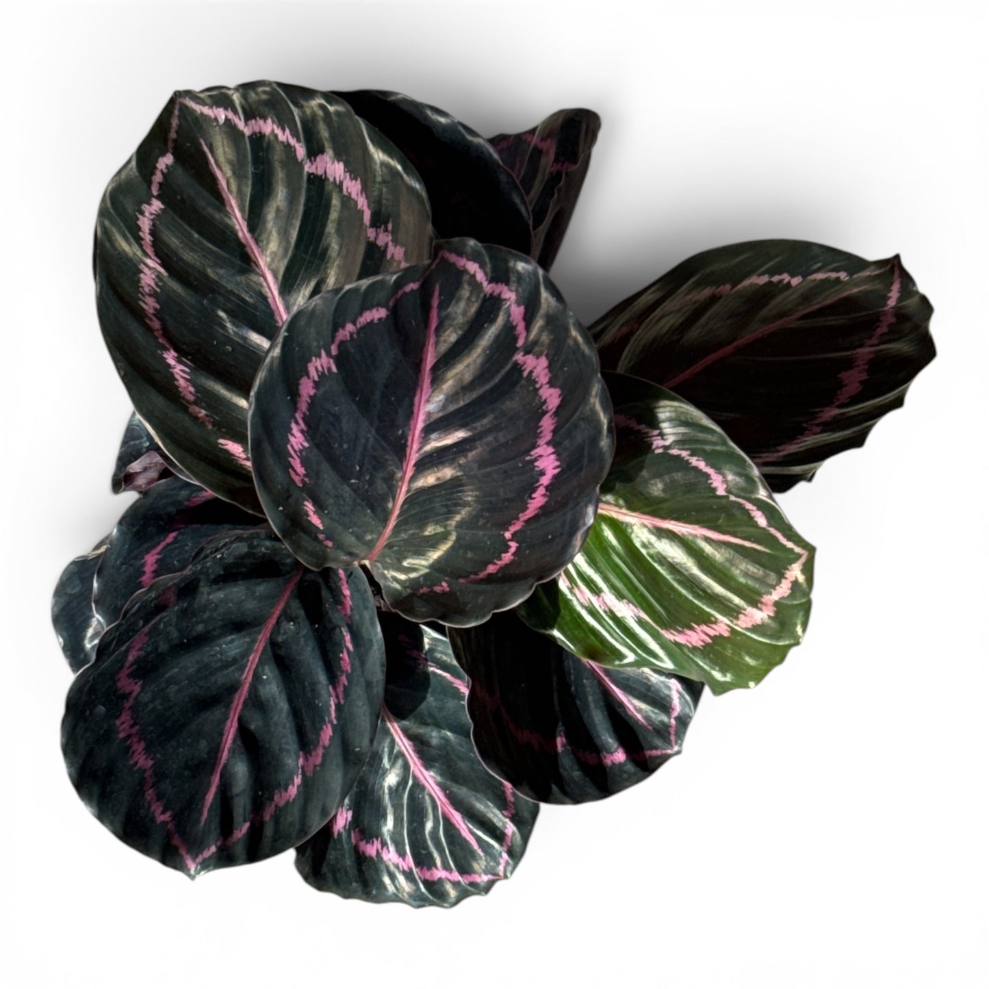 6" Calathea Mysty Red