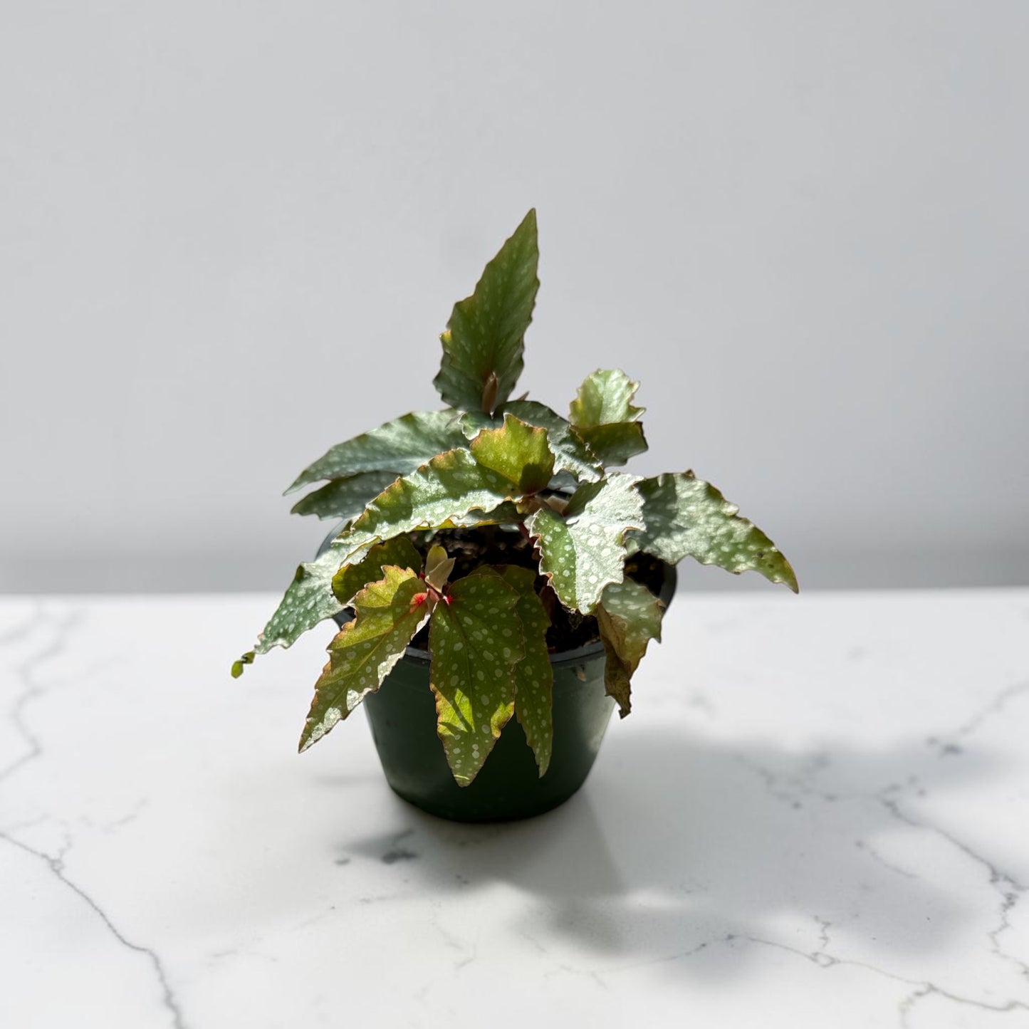 4" Begonia Angel Wing