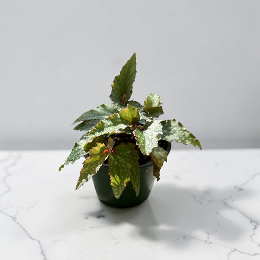 4" Begonia Angel Wing