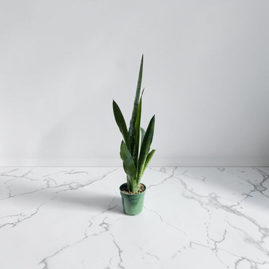 4" Sansevieria Spearmint