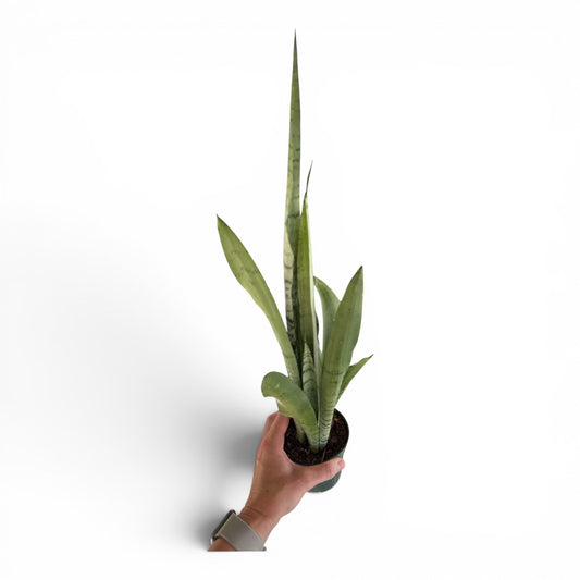 4" Sansevieria Spearmint