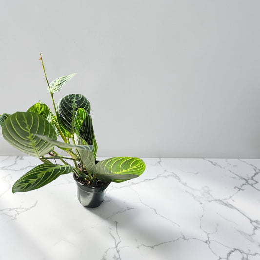 4" Maranta Lemon