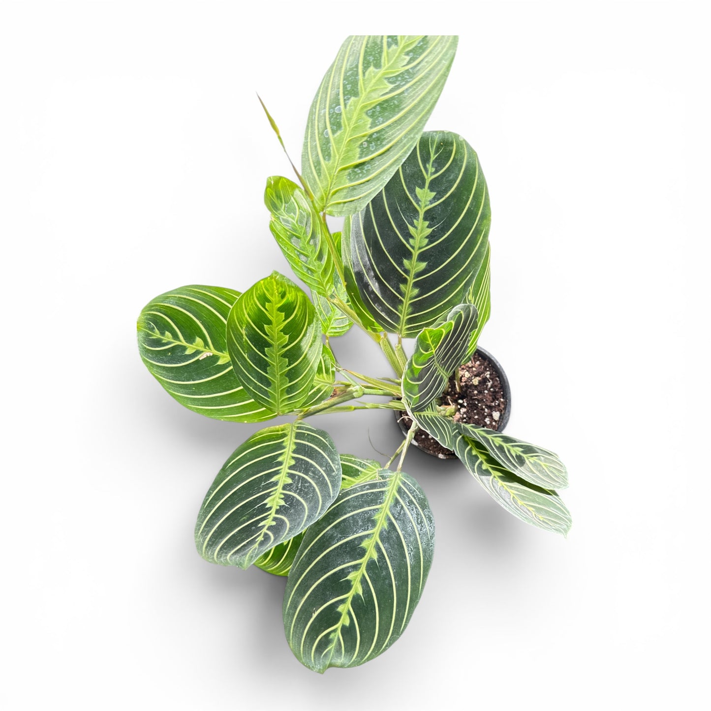 4" Maranta Lemon