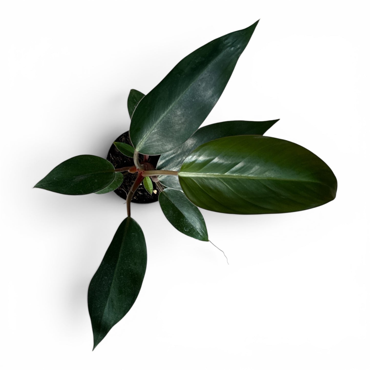 4" Philodendron Rojo Congo