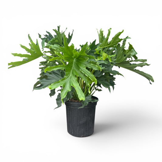 8" Philodendron Lickety Split