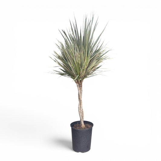 10” Dracaena Marginata Braid Bi-Color