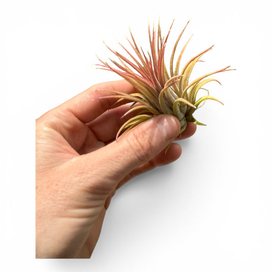 TILLANDSIA RUBRA COMPACTA