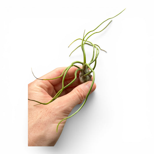 TILLANDSIA BULBOSA REGULAR