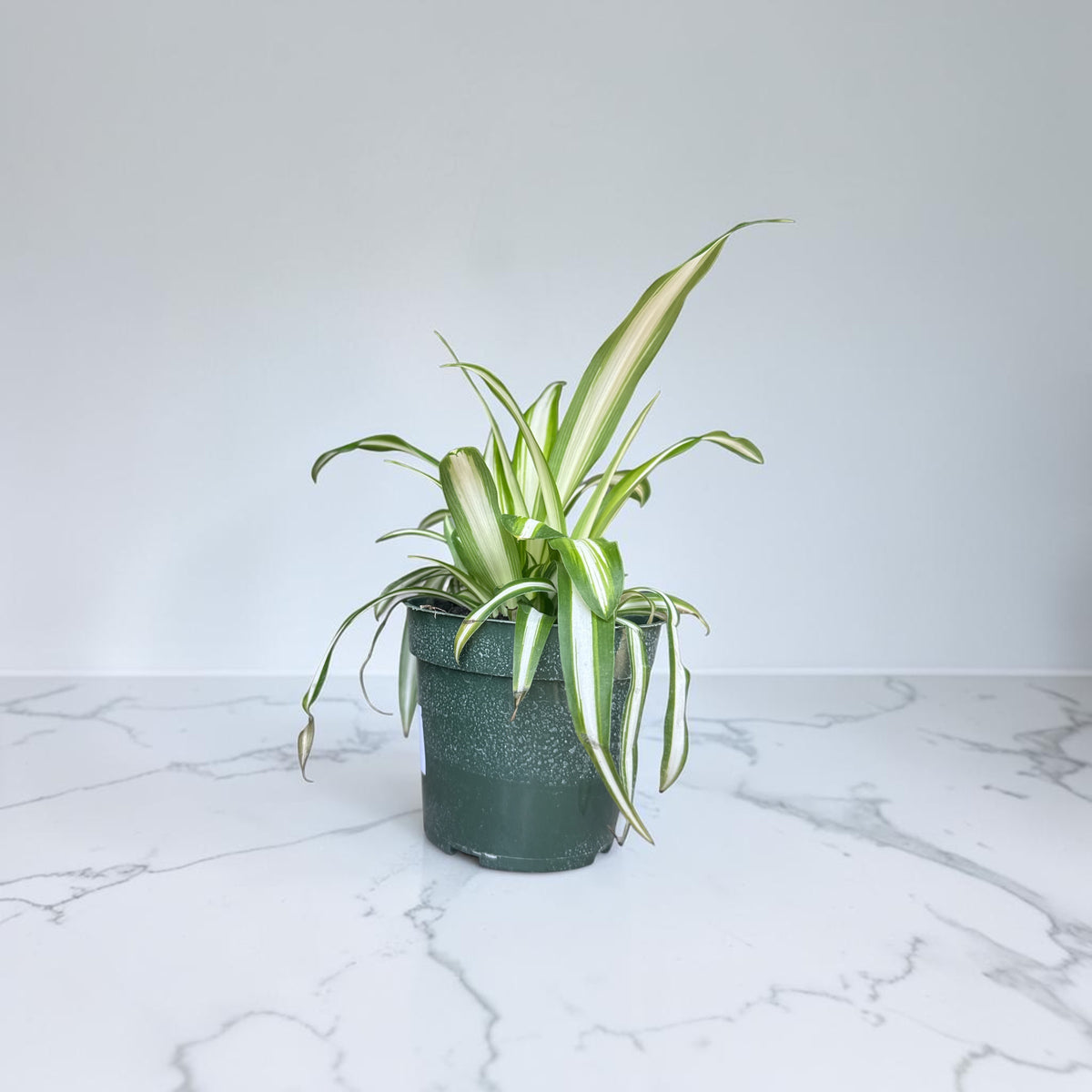 4” Spider Plant