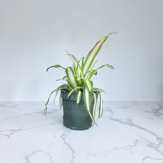 4” Spider Plant