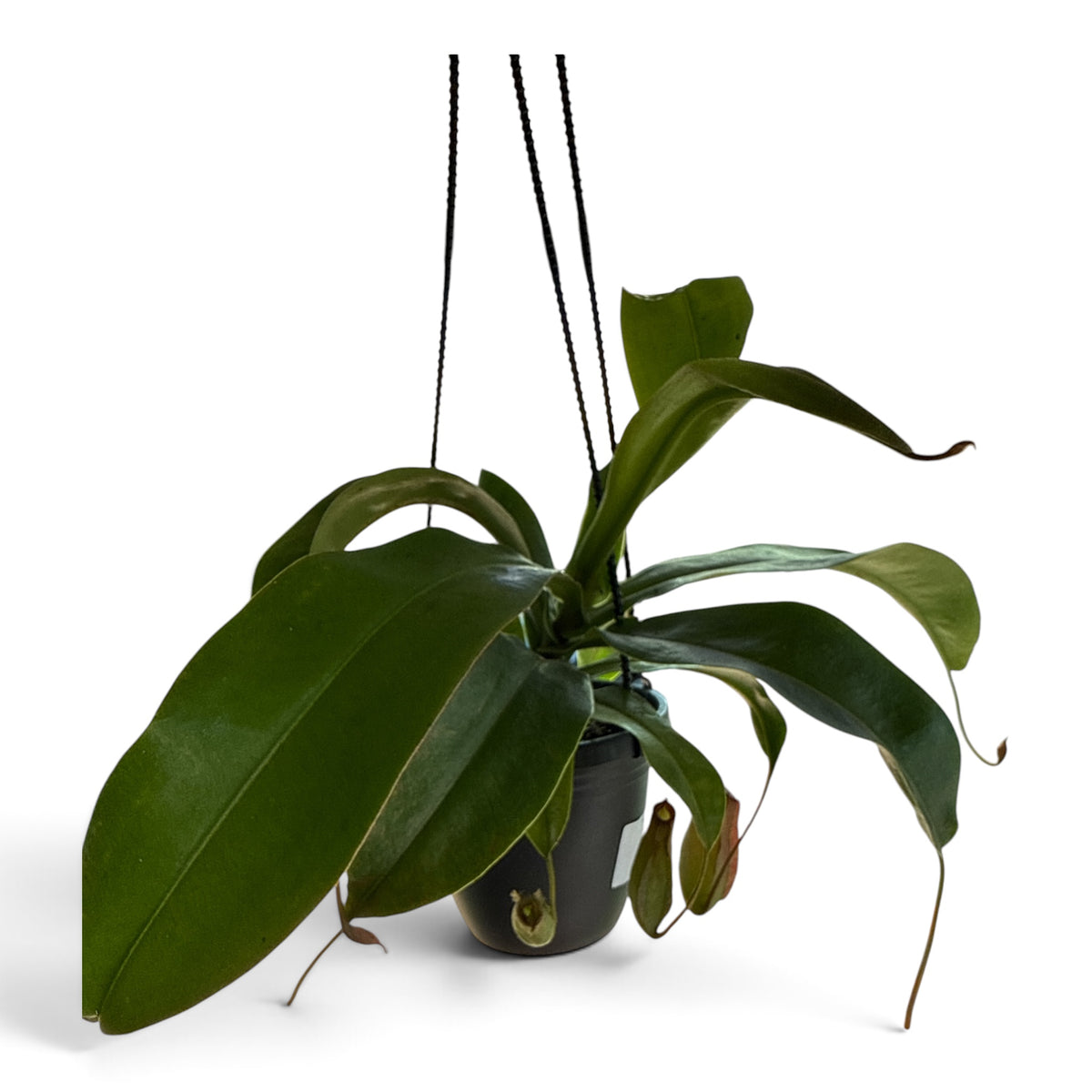4" Pitcher Plant