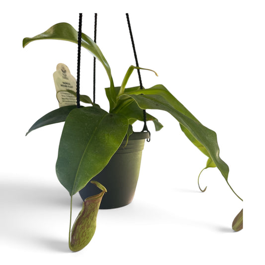 4" Pitcher Plant