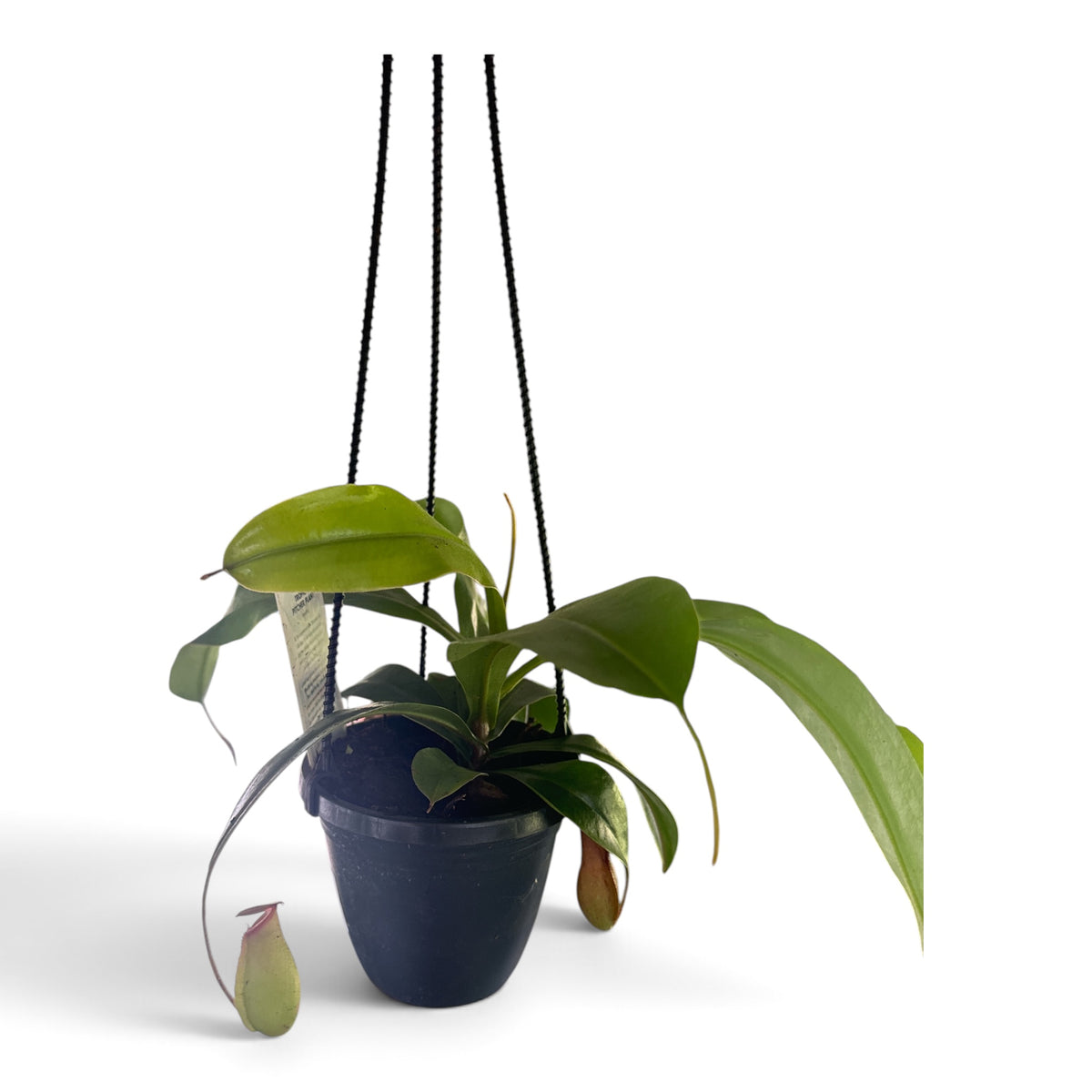 4" Pitcher Plant