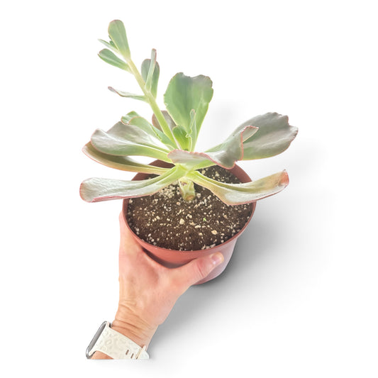 6" Succulents Assorted