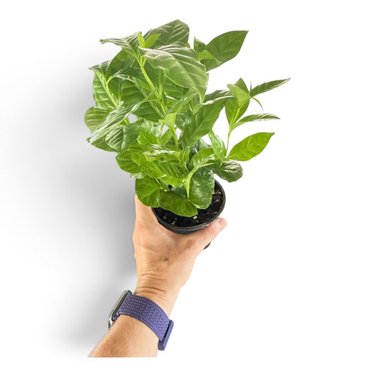 4" Coffee Plant