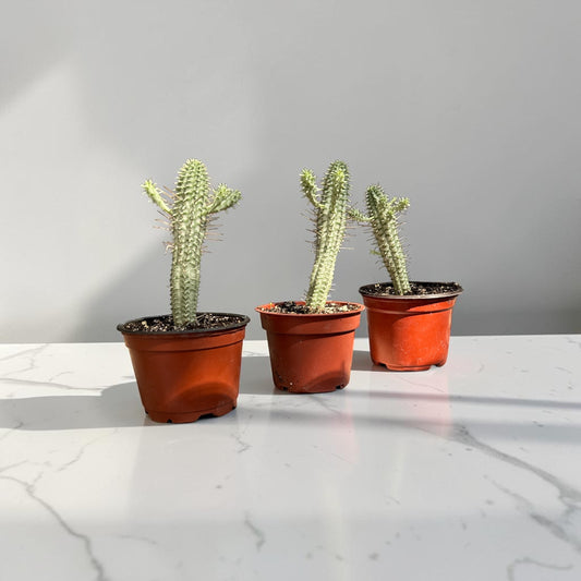 4" Succulent Euphorbia Corn Cobb Variegated