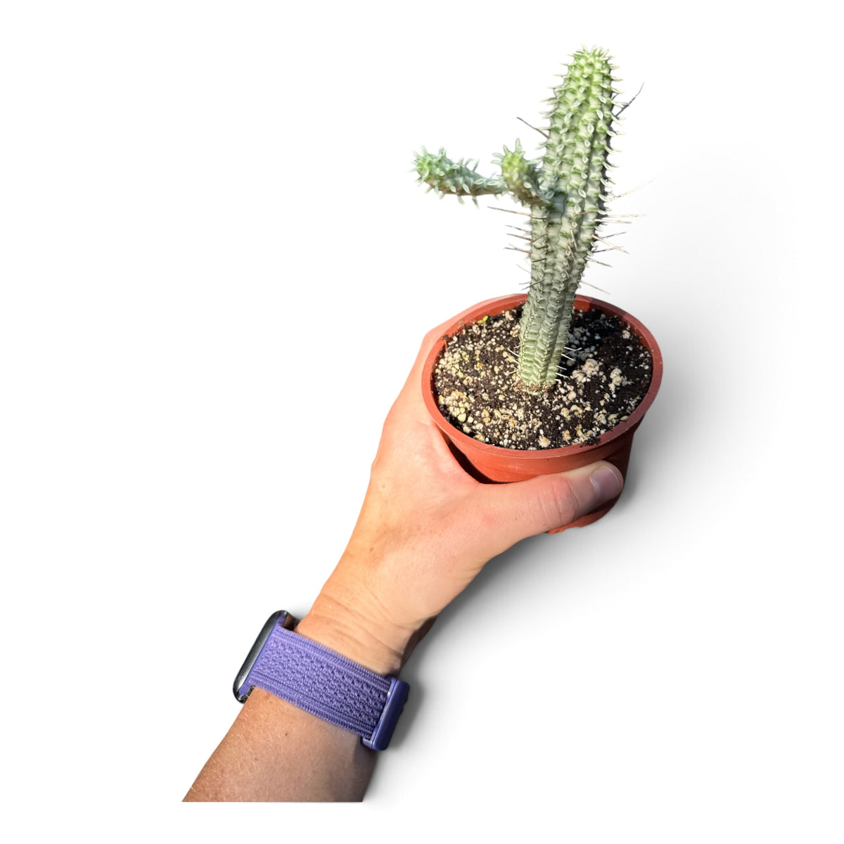 4" Succulent Euphorbia Corn Cobb Variegated